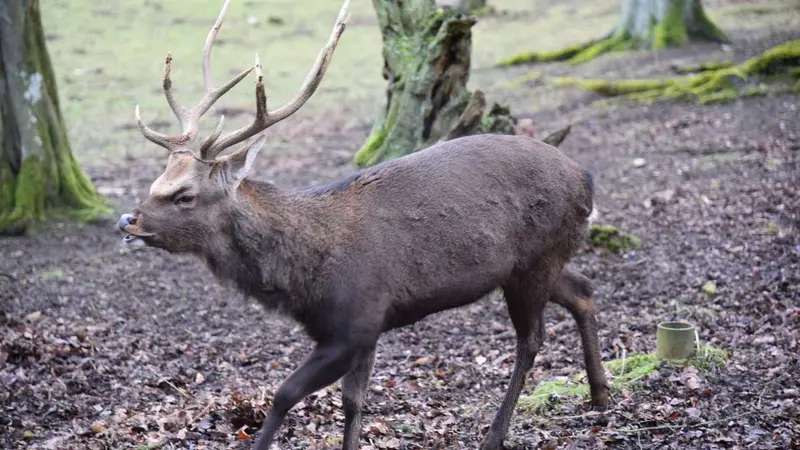 Drôme : des cerfs hybrides échappés du domaine de l’ASPAS (ex Valfanjouse) menacent sérieusement la biodiversité