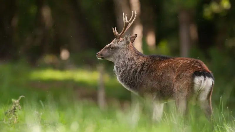 Cerfs échappés dan la Drôme : le président de la FDC s’exprime