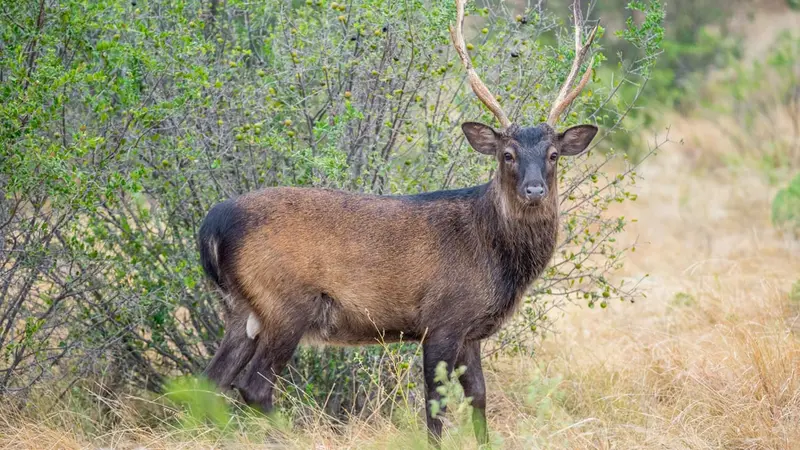 Photo de cerf sika