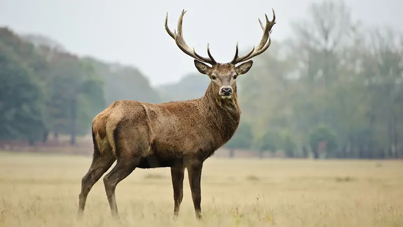 Australie : un homme tué par un cerf