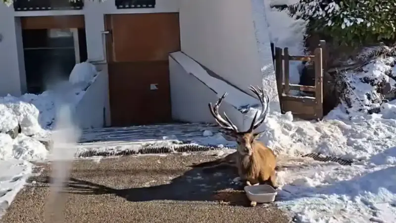 cerf-valdberg