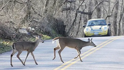 Des cerfs sur les pistes d’un aéroport