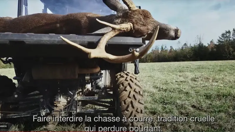 La SPA utilise une photo de cerf de Virginie pour demander l’interdiction de la chasse à courre