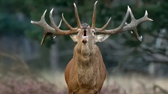cerf
