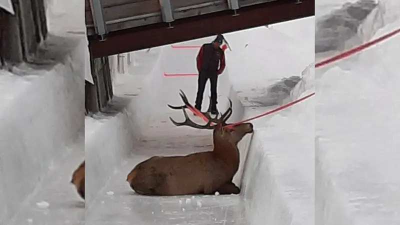 Un cerf coincé sur une piste de skeleton