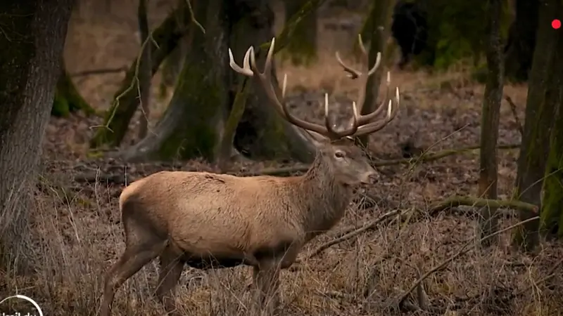 Face aux braconniers qui tuent les cerfs en Moselle, l’OFB abandonne et les chasseurs s’organisent