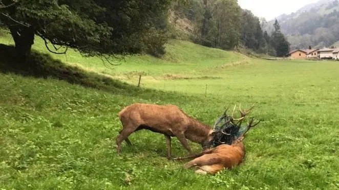 Les chasseurs viennent au secours de deux cerfs emmêlés en Haute-Savoie