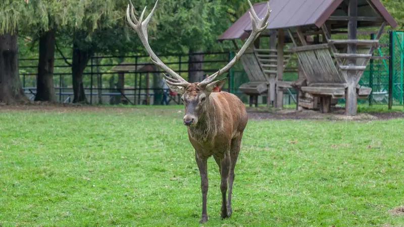 Déjà 8 échappés du domaine de l’ASPAS abattus