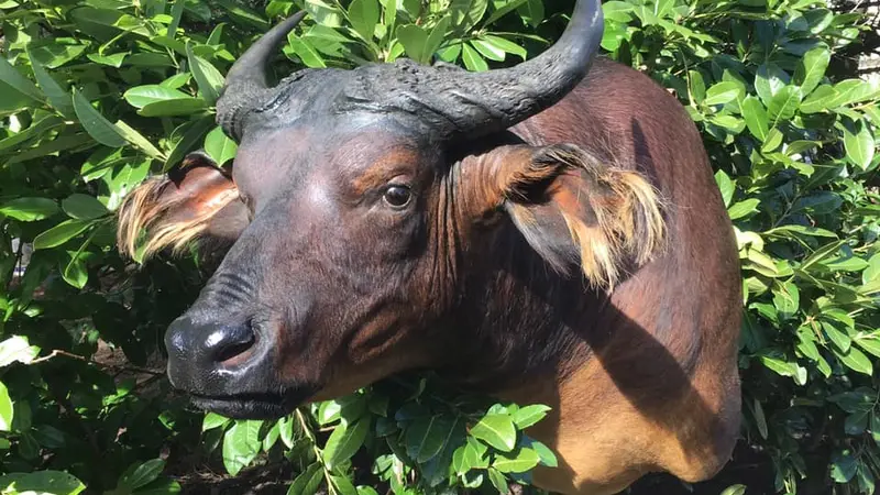 Création d’un certificat d’aptitude professionnelle “taxidermie”