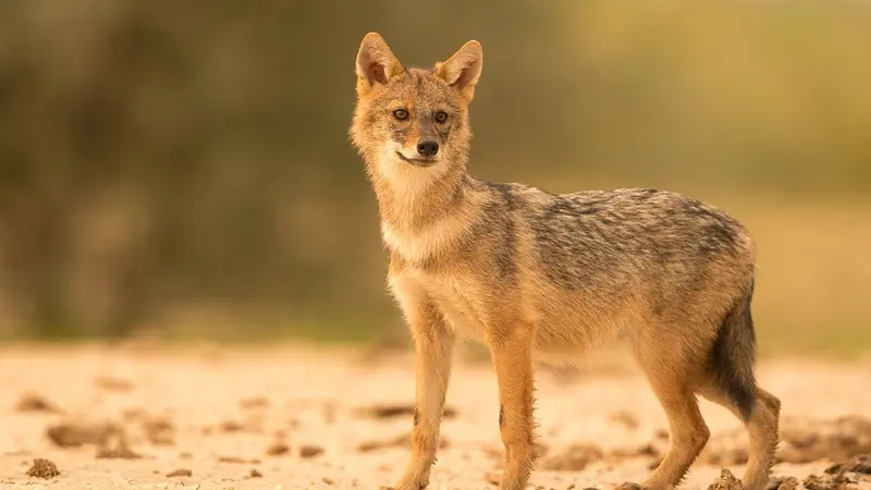 Le chacal doré observé pour la première fois en Normandie