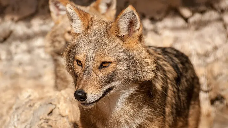 Après le loup, le lynx, l’ours, voilà qu’un nouveau prédateur naturel est peut-être en train de faire sa réapparition en France.