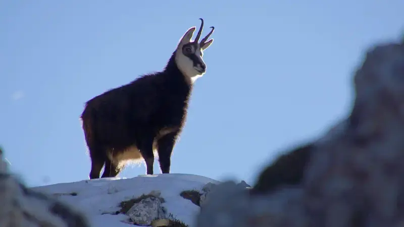 Chamois Alpes-Maritimes