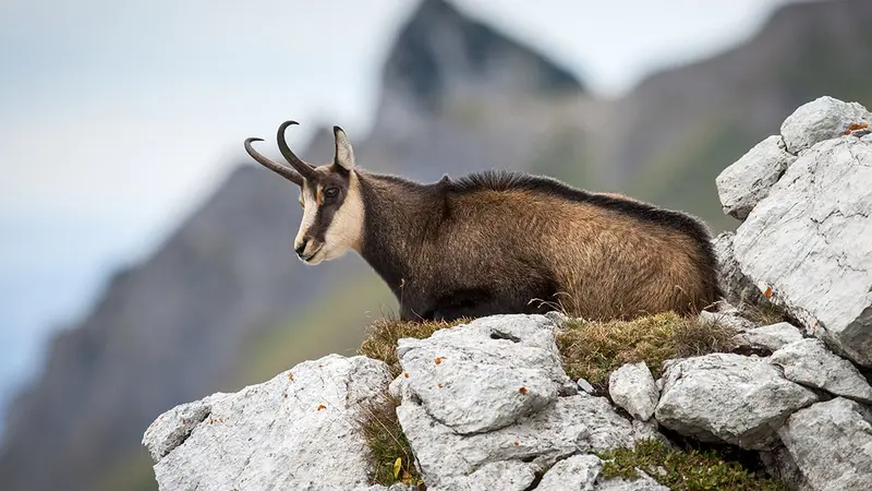 Un chamois qui a blessé sérieusement 2 promeneurs va être abattu