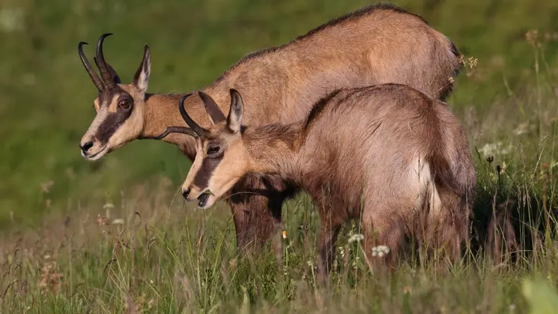 La chasse du chamois, de l’isard et du mouflon autorisé en battue en France