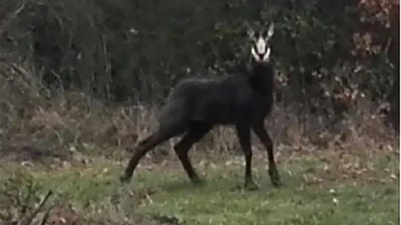 Un chamois aperçu dans les Deux-Sèvres