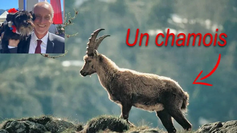 Loïc Dombreval député et vétérinaire anti-chasse confond un chamois avec un bouquetin