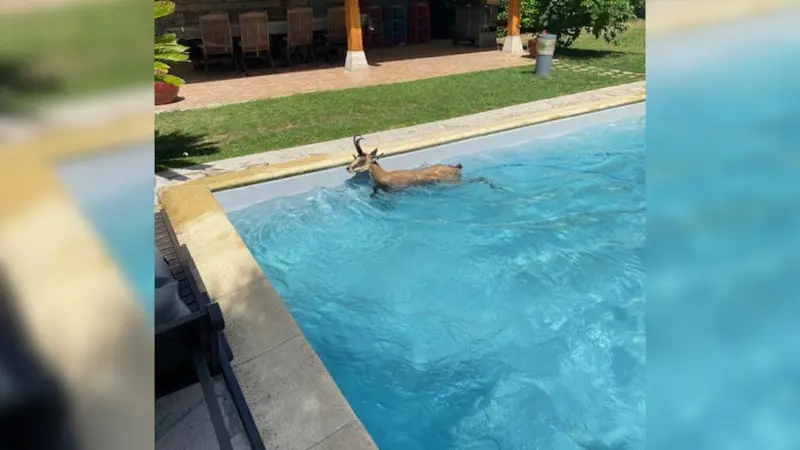 chamois piscine