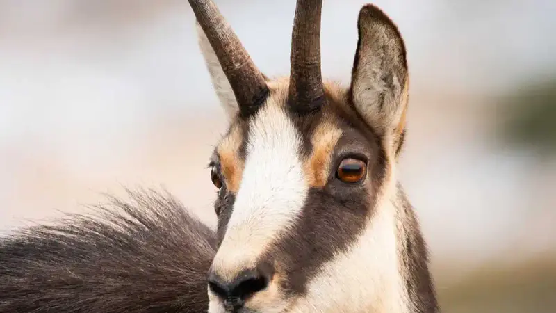 Dans le Doubs, la préfecture maintient son quota de prélèvements des chamois pour la saison prochaine et l’ASPAS enrage