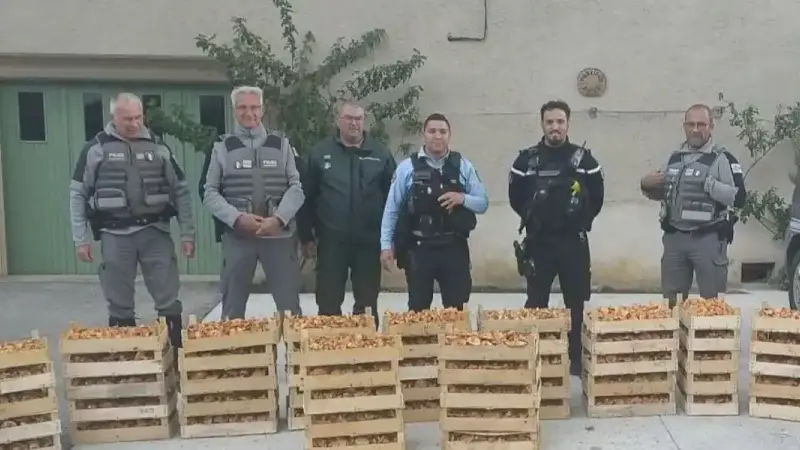 Près de 400 kg de champignons ramassés illégalement saisis dans la Drôme