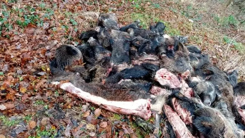 Un charnier découvert près d’Évreux, 80 carcasses de sangliers trouvées sur place