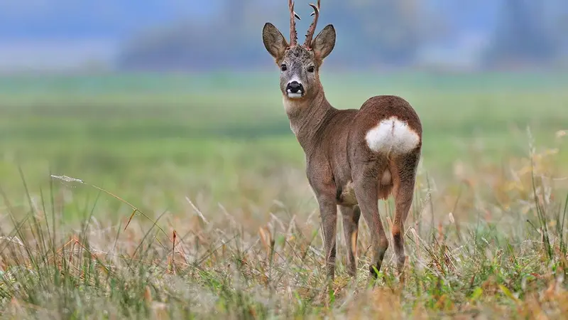 Chasse au 1er juin  qu’en est-il vraiment ?
