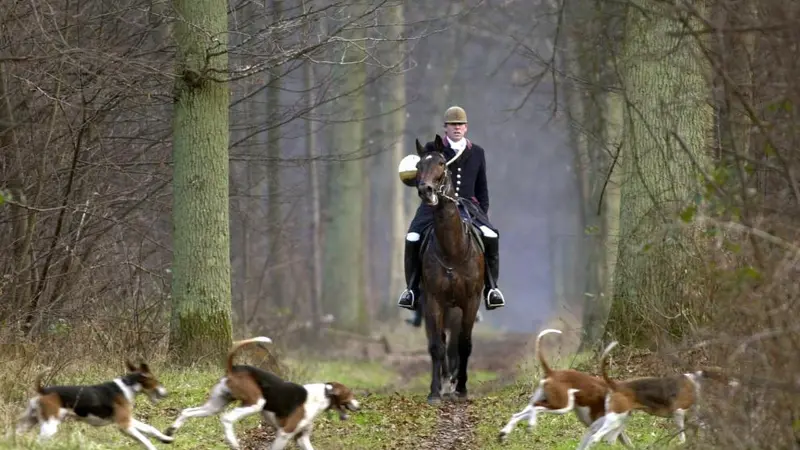NON la FNC n’a jamais demandé de stopper la chasse à courre cette saison !