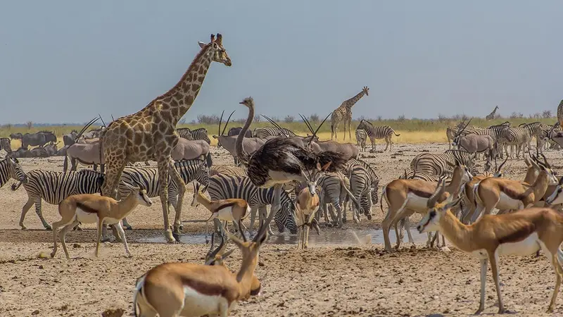 Pourquoi la grande chasse est-elle indispensable à la conservation de la biodiversité en Afrique ?