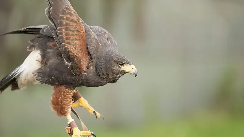 La chasse au vol