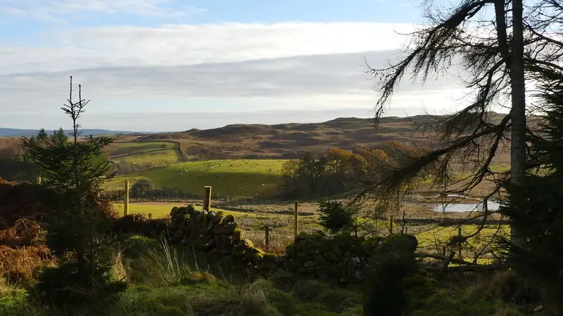 chasse-becasse-ecosse