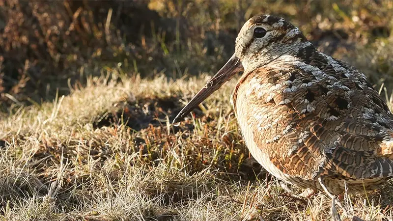 Chasse à la bécasse en forêt domaniale de Mormal (ONF)