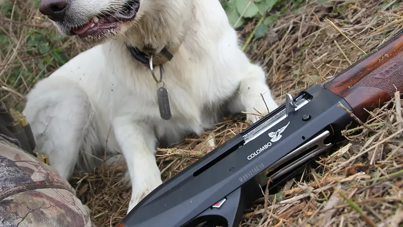 chasse-benelli-colombo