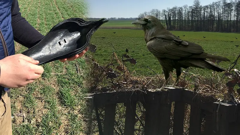 Tout savoir sur la chasse aux corvidés