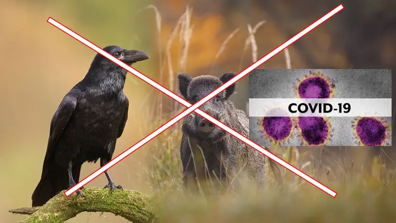 Covid19 : non, la chasse des corvidés et sangliers même individuelle n’est plus autorisée