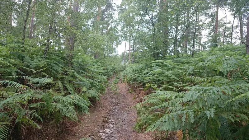 Chasse de la Croix d’Alexandre