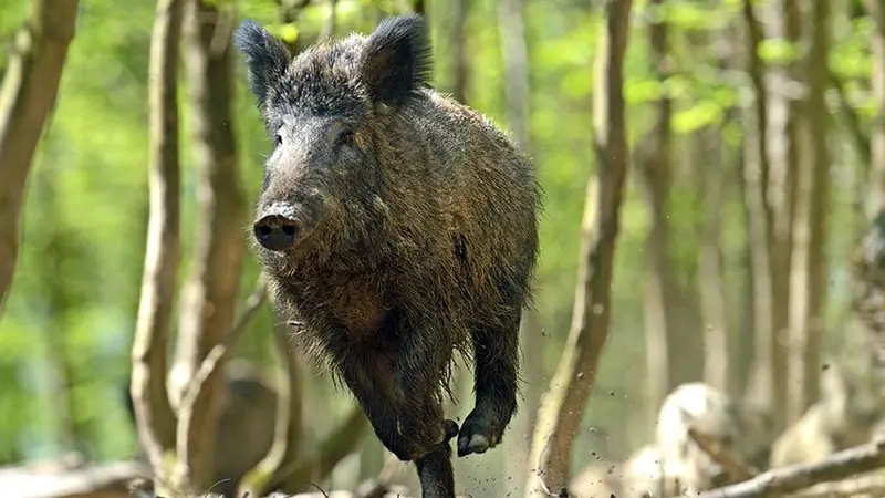 Chasse forêt domaniale ONF d'eu