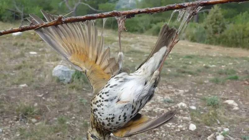 ? Alerte info : Pas de chasse à la glu cette saison !