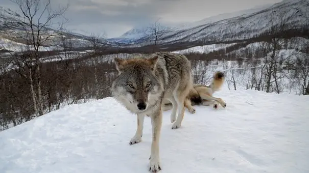 La chasse aux loups ouverte en Norvège