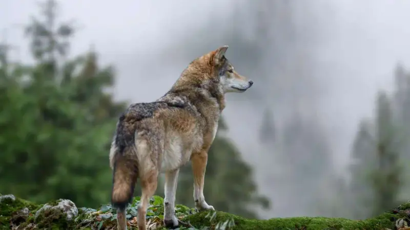 L’Assemblée nationale facilite le tir des loups