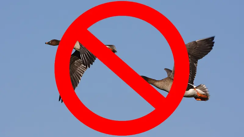 Flash info : la chasse aux oies suspendue