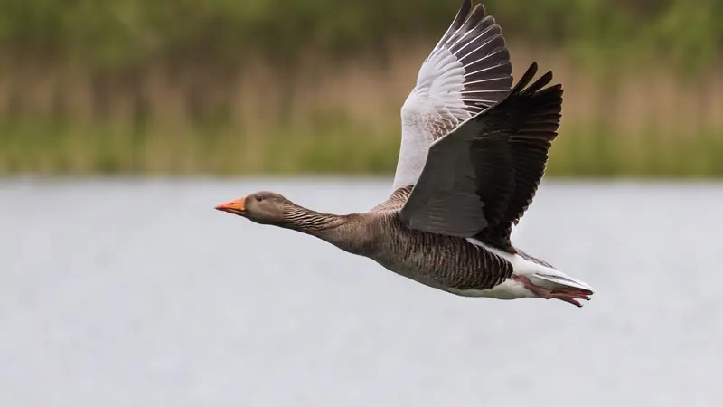2 sauvaginiers pris en flagrant délit de chasse à l’oie en février