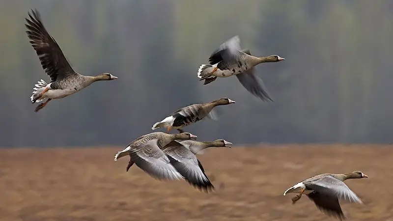 Pas de chasse à l'oie en février