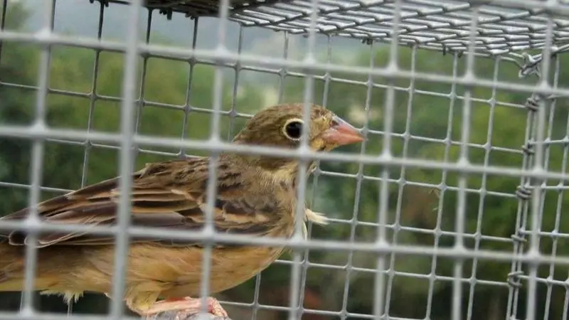 11 chasseurs landais condamnés à de lourdes peines pour avoir chassé l’ortolan