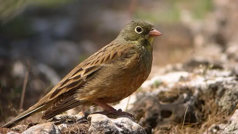 Une peine de prison avec sursis pour un chasseur d’ortolans