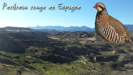 Gros plan sur la chasse aux perdreaux en Espagne