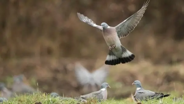 Chasse aux Pigeons Ramiers Sologne chez OCP