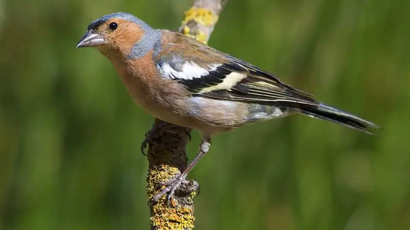 Chasse au pinson