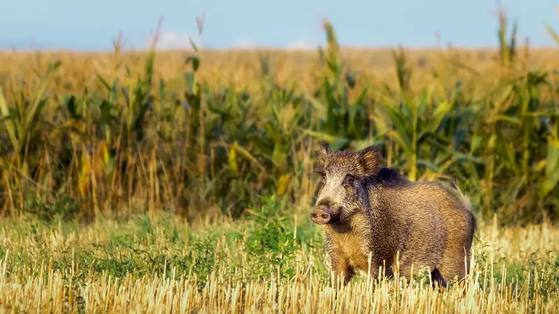 Pas de chasse aux sangliers en mars ?