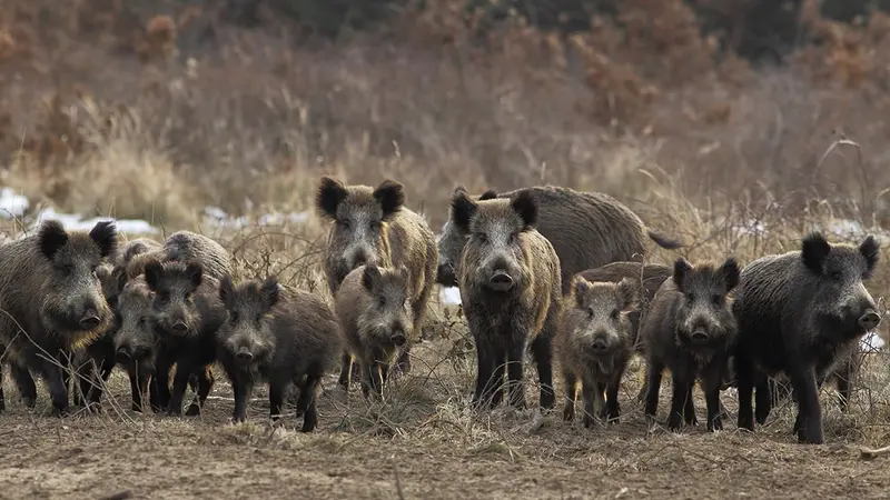 Peste africaine : la chasse suspendue dans 43 communes dans les Ardennes