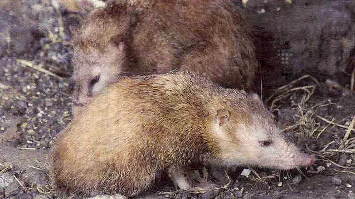 chasse-tangue