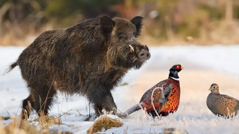 La chasse par temps de neige
